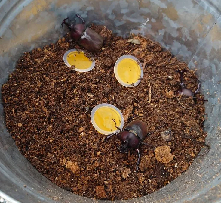 カブトムシ採集